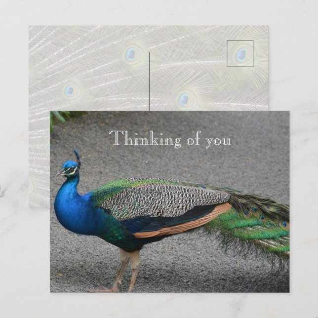Kauai Hawaii Peacock Postcard (Front/Back)