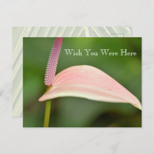 Kauai Hawaii Pink Anthurium Flower Postcard