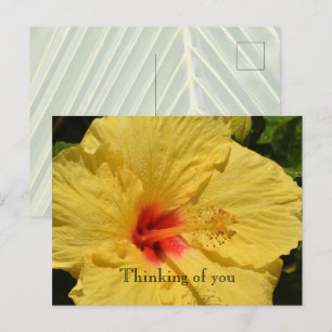 Kauai Hawaii Yellow Hibiscus Flower Postcard