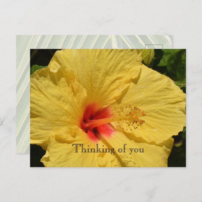 Kauai Hawaii Yellow Hibiscus Flower Postcard (Front/Back)