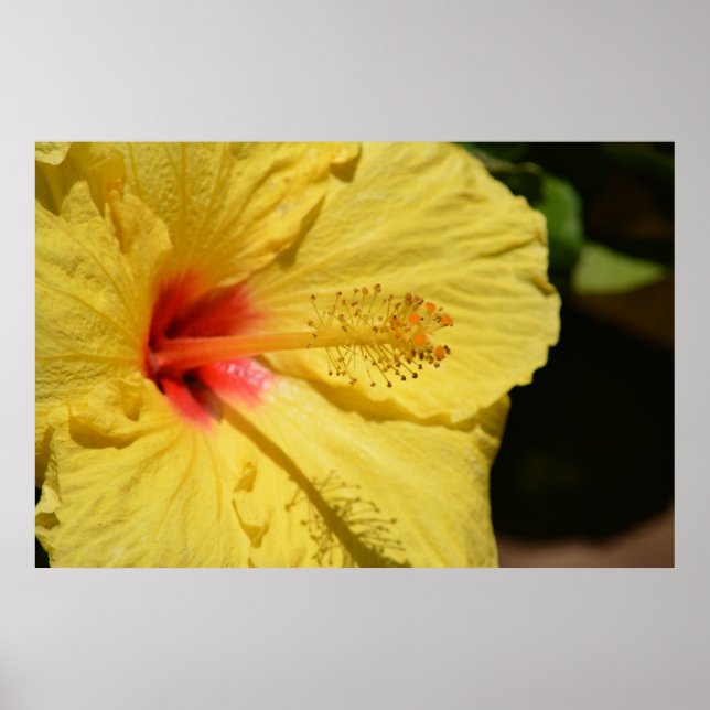 Kauai Hawaii Yellow Hibiscus Flower Poster (Front)