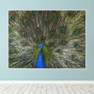 Kauai Peacock Beautiful Feathers Canvas Print