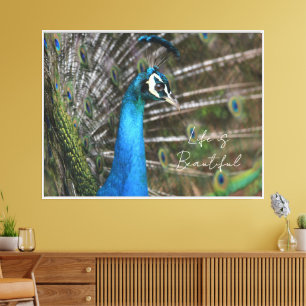 Kauai Peacock Canvas Print
