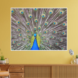 Kauai Peacock Feathers Canvas Print