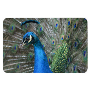 Kauai Peacock Feathers Magnet