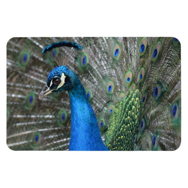 Kauai Peacock Feathers Magnet (Horizontal)