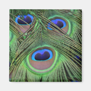 Kauai Peacock Feathers Photography Magnet