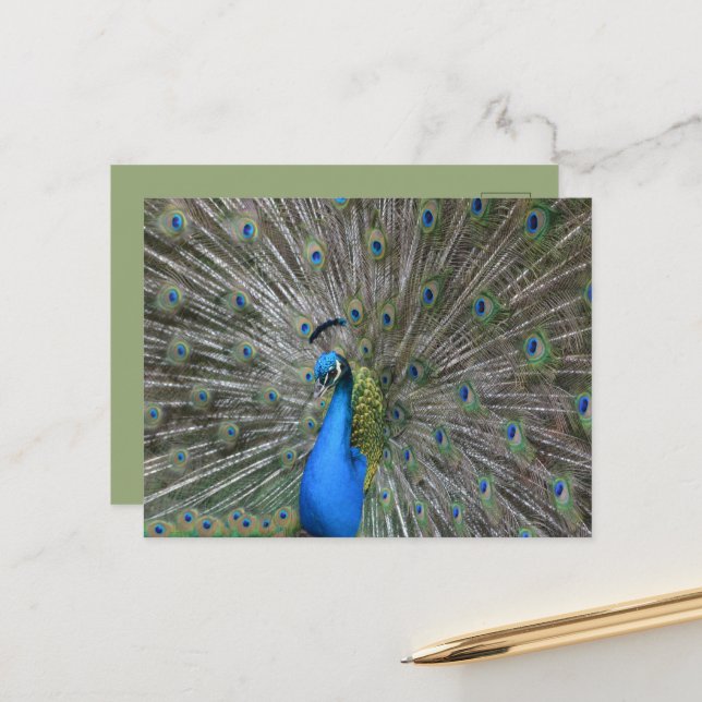 Kauai Peacock Postcard (Front/Back In Situ)