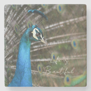 Kauai Peacock  Stone Coaster