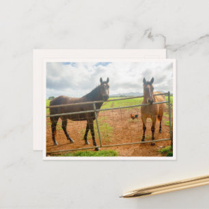 Kauai Rooster & Horses Hawaii Animal Photo Postcard