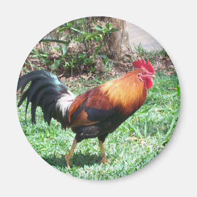 Kauai Rooster Magnet (Front)