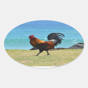 Kauai rooster oval sticker
