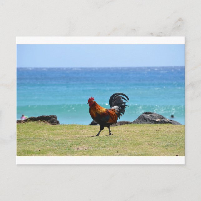 Kauai rooster postcard (Front)