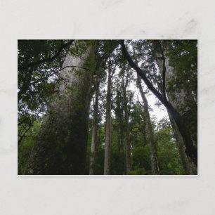 Kauri Forest Postcard