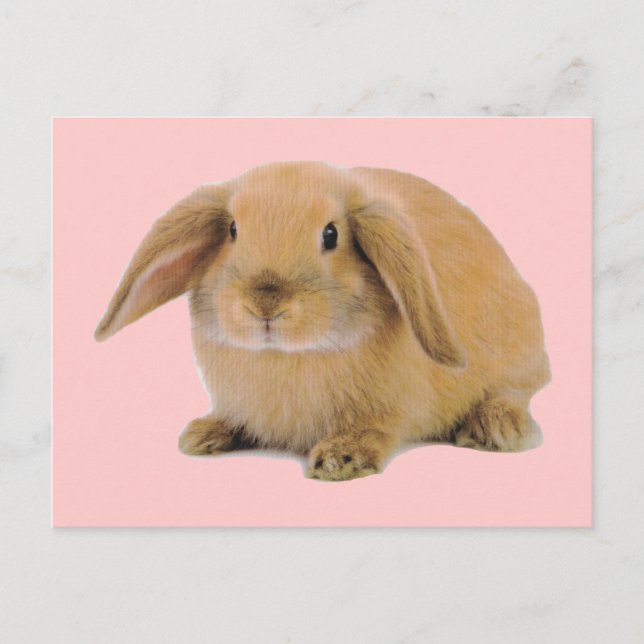 Kawaii Cute Bunny Rabbit Postcard (Front)