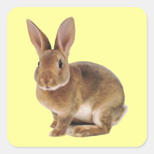 Kawaii Cute Bunny Rabbit Square Sticker