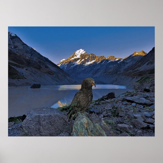 Kea and Aoraki Poster (Front)