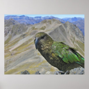 Kea on Avalanche Peak Poster