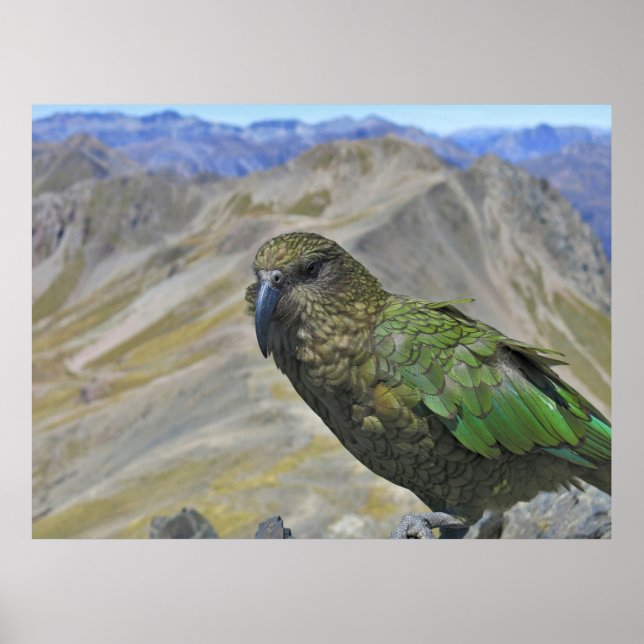 Kea on Avalanche Peak Poster (Front)