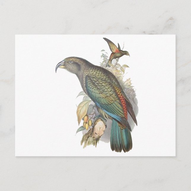 Kea Postcard (Front)