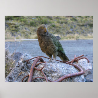 Kea Poster