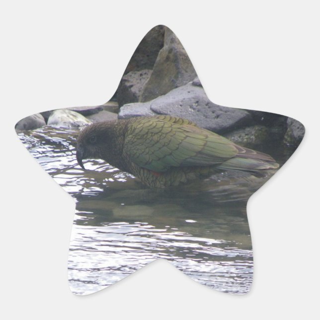 Kea Star Sticker (Front)