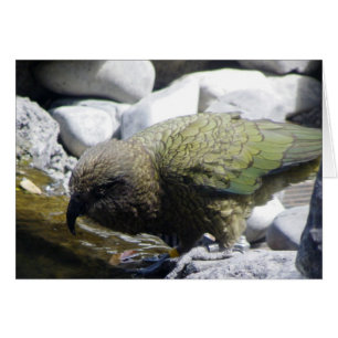 Kea: The Alpine Parrot