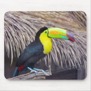 keel-billed toucan, bird, animal mouse mat