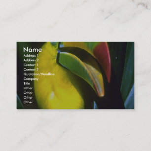 Keel-billed toucan business card