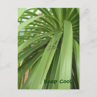 Keep Cool.. Postcard