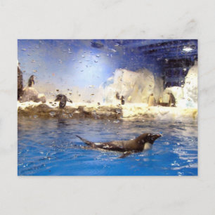 Keep Your Head Up/Cute Swimming Penguin Postcard