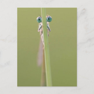 keepin` an eye on you postcard