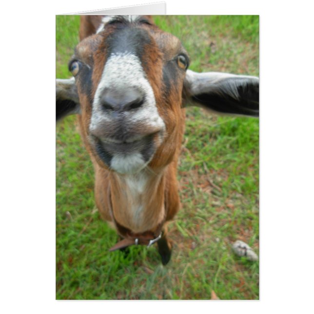 keepin my gap! Mariah the Goat card (Front)