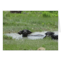 Keeping Cool in Pokhara