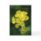 Keepsake Birthday Card - Wild Flower - Cowslip