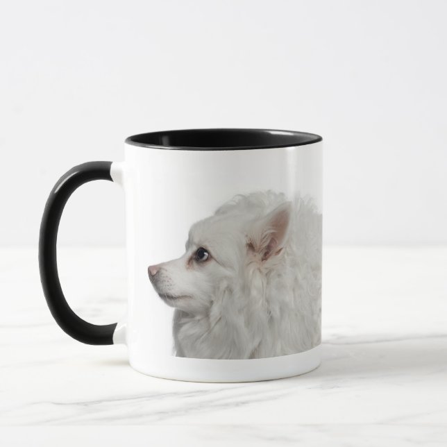 Keeshond (10 years old) close-up mug (Left)