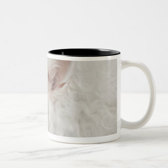 Keeshond (10 years old) close-up Two-Tone coffee mug (Right)