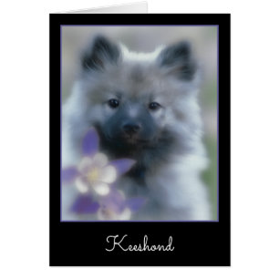 Keeshond and Columbine - Dog Photograph