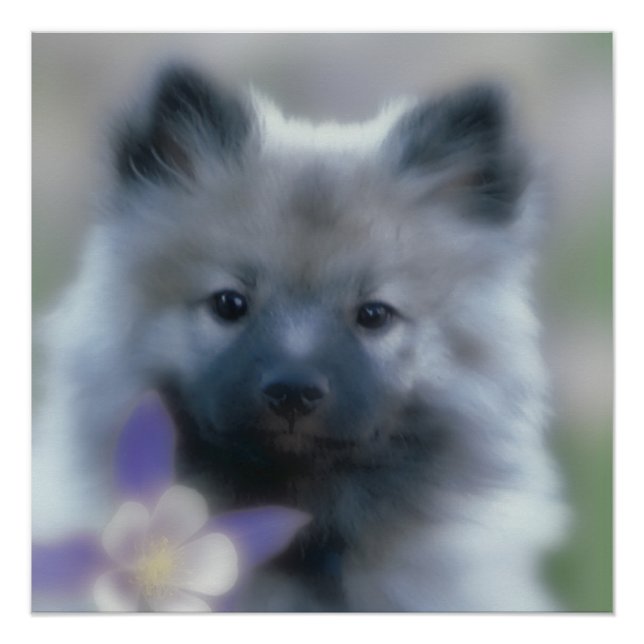 Keeshond and Columbine  - Dog Photograph Poster (Front)
