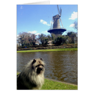 Keeshond and Dutch Windmill
