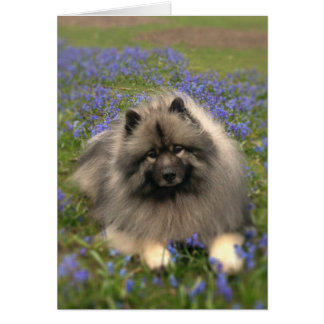 Keeshond and Flowers