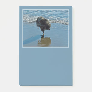 Keeshond Ballet Photograph - Cute Original Dog Art Post-it Notes