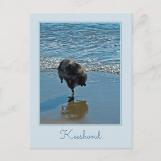 Keeshond Ballet Photograph - Cute Original Dog Art Postcard