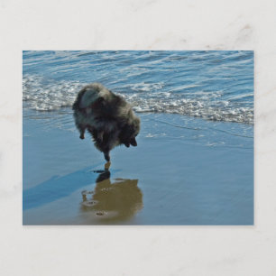 Keeshond Ballet Photograph - Cute Original Dog Art Postcard