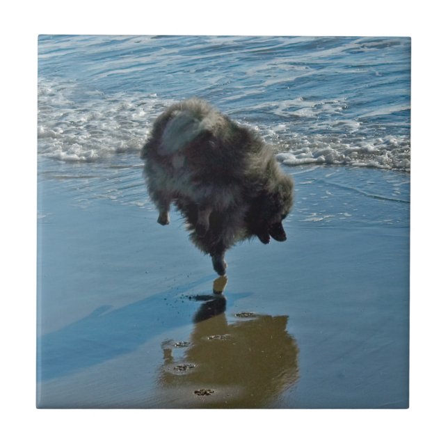 Keeshond Ballet Photograph - Cute Original Dog Art Tile (Front)