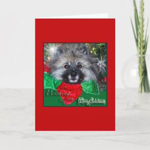 Keeshond Christmas card