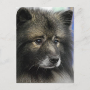 Keeshond Dog Postcard