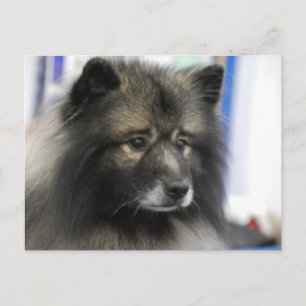 Keeshond Dog Postcard