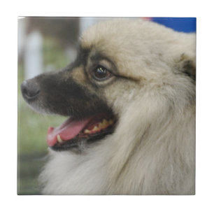 Keeshond Dog Tile