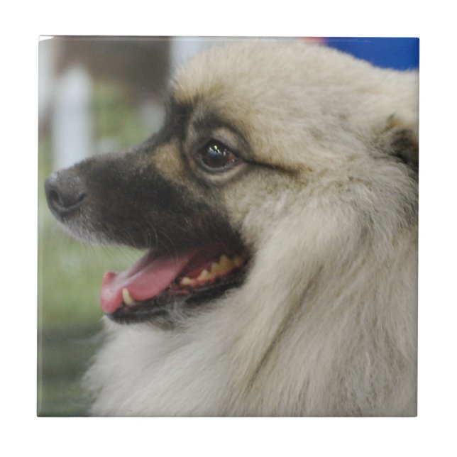 Keeshond Dog Tile (Front)